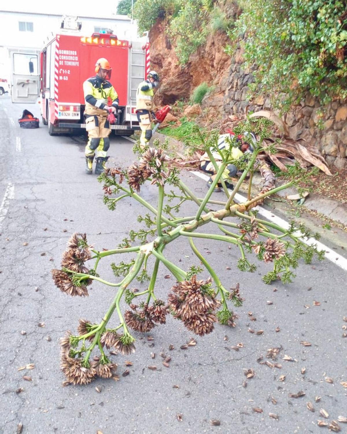 Caída de ramas y otros objetos este fin de semana en Tenerife a causa del viento