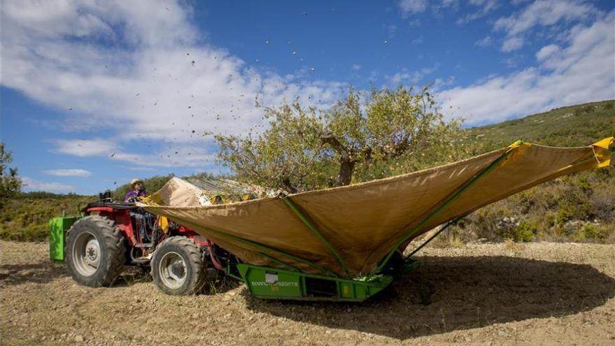 Aragón espera una producción récord de almendra