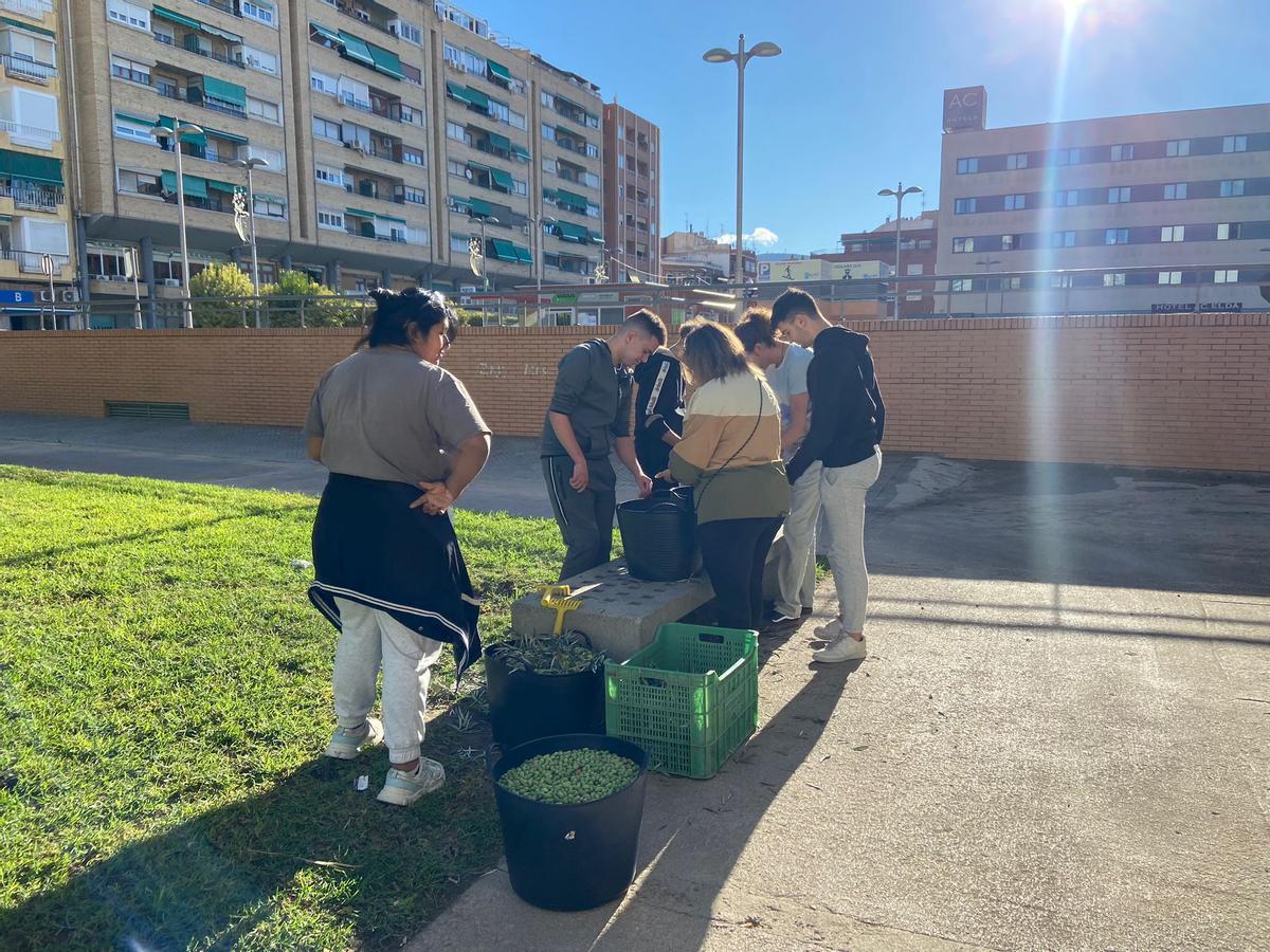 Un momento de la recogida de la oliva en Elda.