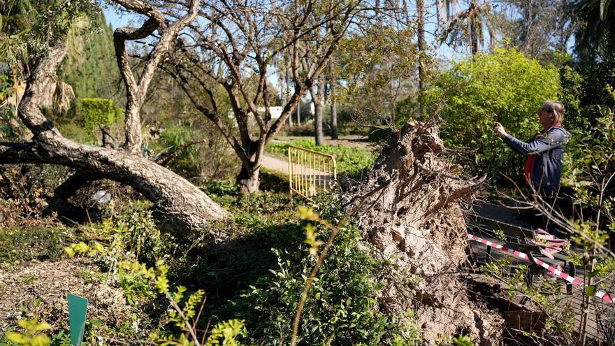 El Jardín Botánico de Córdoba y la Ciudad de los Niños vuelven a una normalidad con cicatrices tras el paso de Bernard