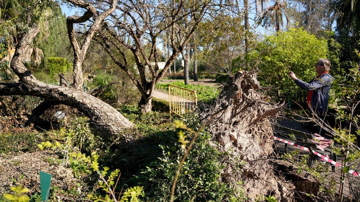 Un visitante toma una foto de un árbol caído en el Jardín Botánico