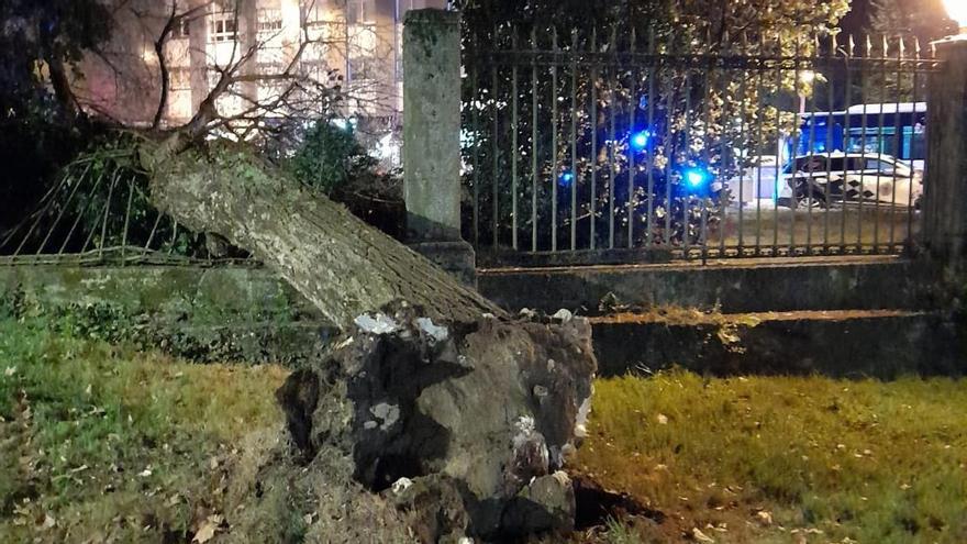 El árbol que se desplomó ayer en Castrelos.