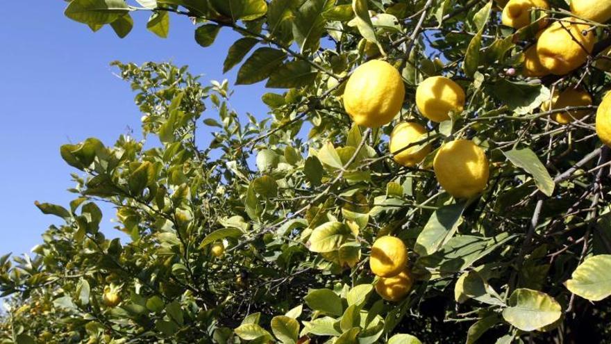 Plantación de limones en una finca de la Región.