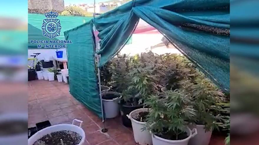 Intervienen más de 31 kilos de marihuana en una plantación de Tenerife