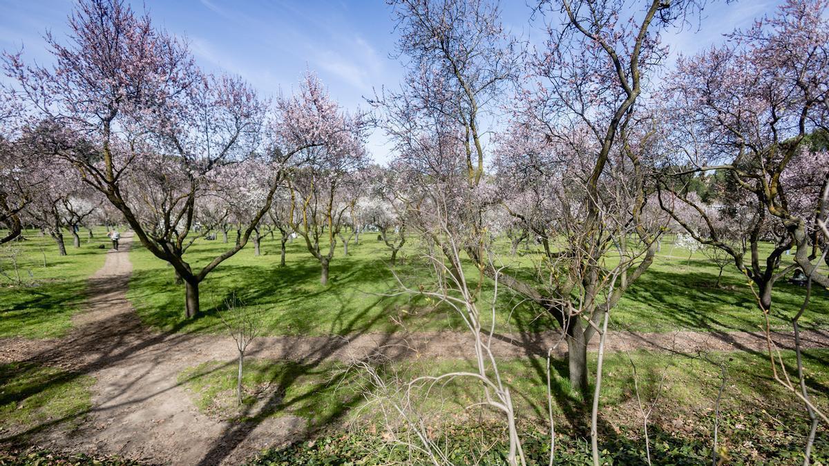 La floración de los cerca de tres mil almendros de la Quinta de los Molinos, en Madrid, vuelve a señalar la llegada de la primavera.