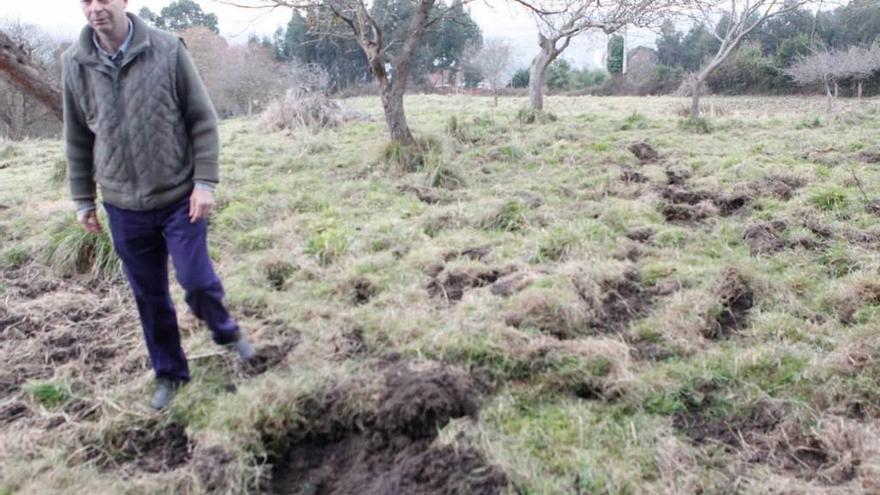 José Rubio, en una finca del Infanzón destrozada por los jabalíes.