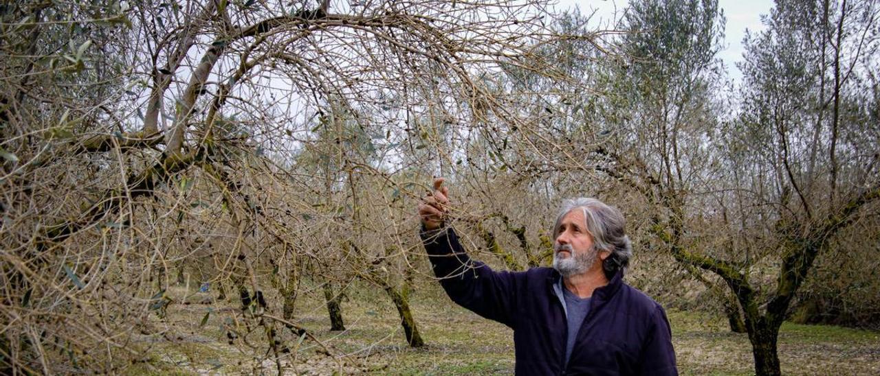 Campos afectados por el hongo del repilo en el municipio de Gorga.