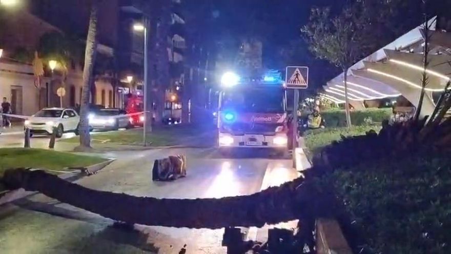 El viento derriba una palmera en el paseo Vista Alegre de Torrevieja