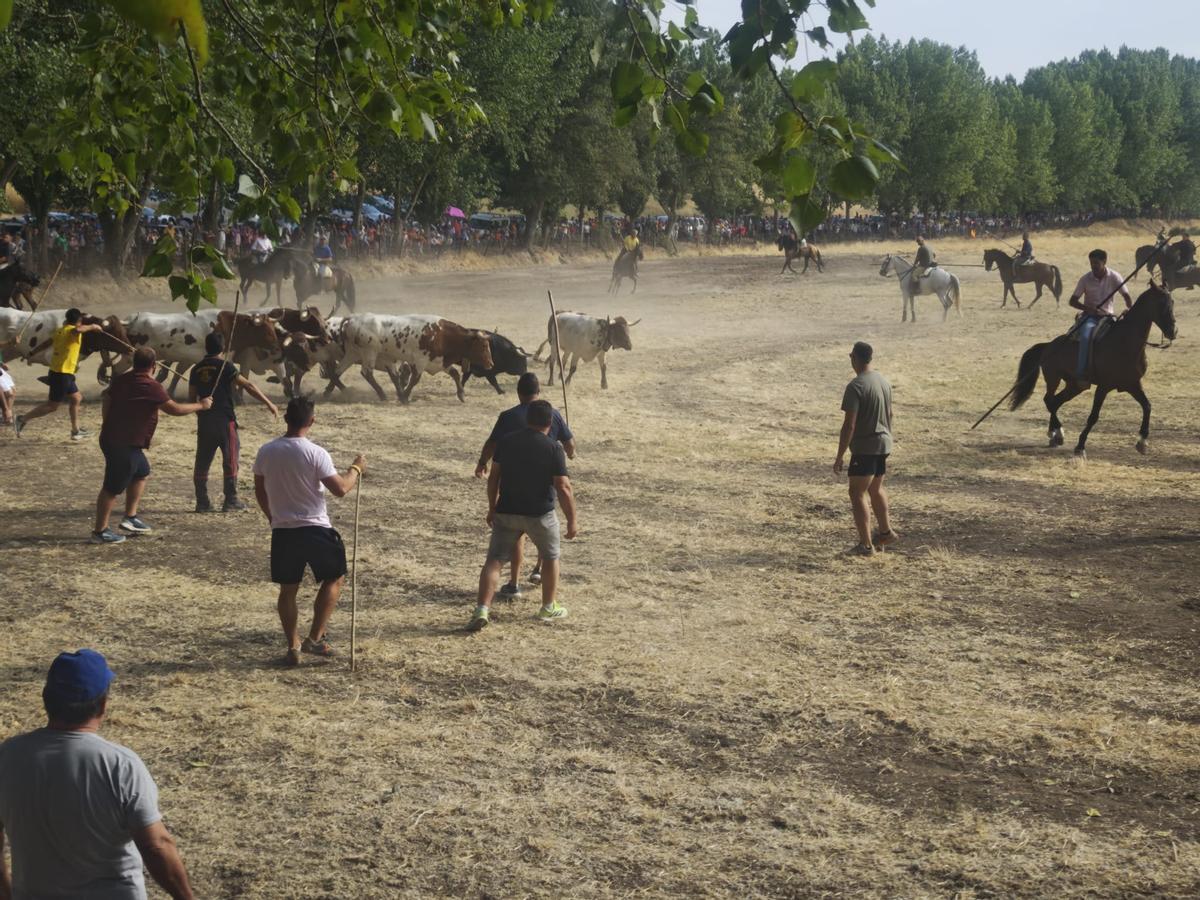 GALERÍA | El encierro de Villamor de los Escuderos en imágenes GALERÍA | El encierro de Villamor de los Escuderos en imágenes