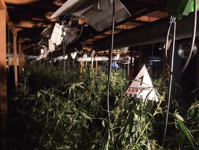 Un foc posa al descobert 5.000 plantes de marihuana a Fortià