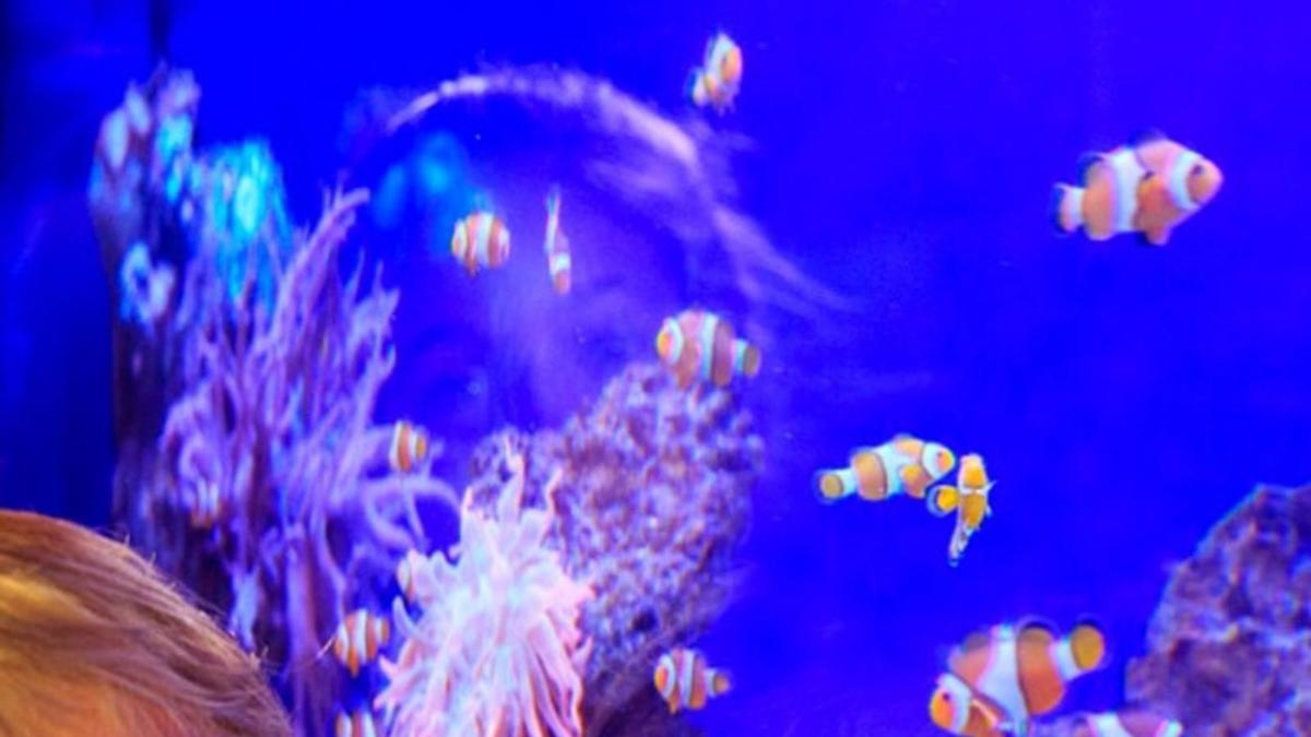 Gemeldete Residenten kommen günstiger ins Palma Aquarium.  | FOTO: DM