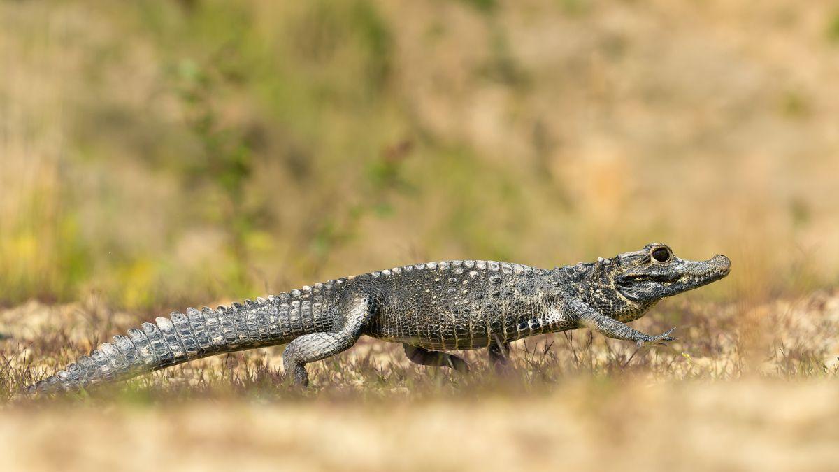 la Policía Local alerta de la presencia del animal y pide ayuda para localizarlo