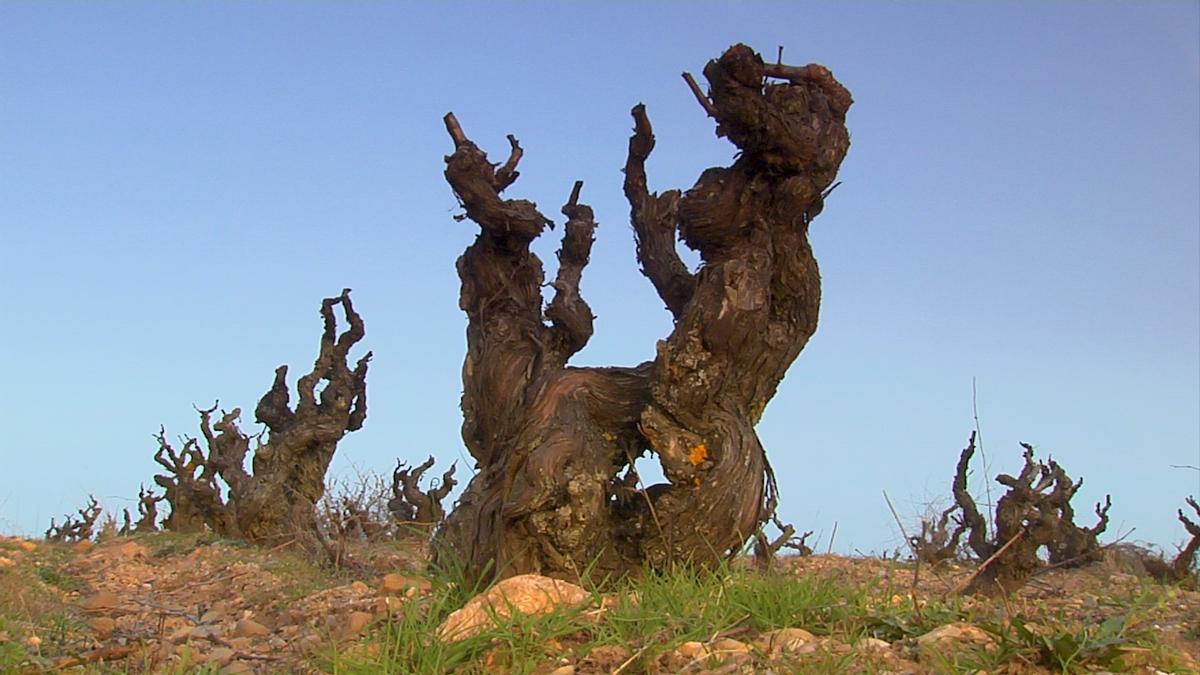 ¿Arlanza? Sí, és una denominació d’origen i així són els seus cellers i els seus vins