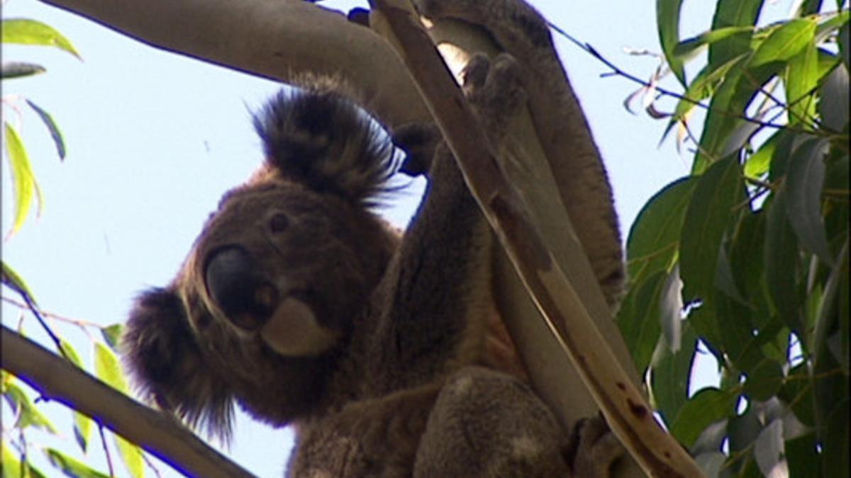 Un koala en libertad.