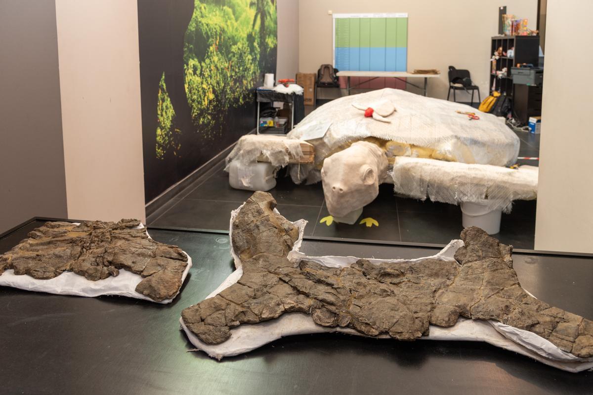 Troben a Lleida les restes d’una tortuga marina de la mida d’un cotxe