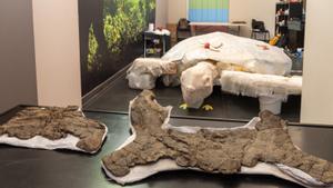 Troben a Lleida les restes d’una tortuga marina de la mida d’un cotxe