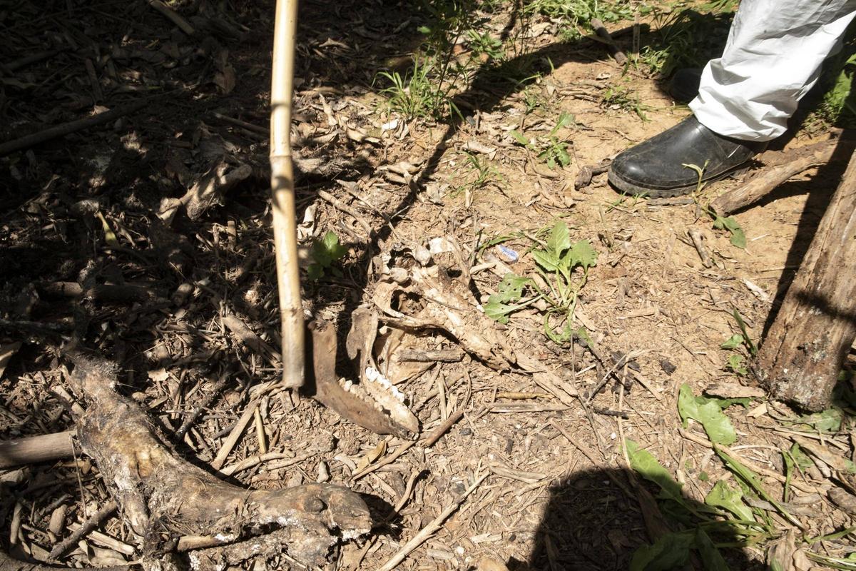 Huesos de cerdos muertos por la dana continúan meses después en un campo de naranjos.