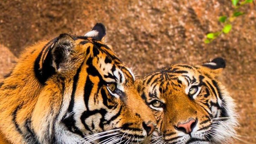 Loro Parque Welcomes Two Sumatran Tigers in Conservation Effort