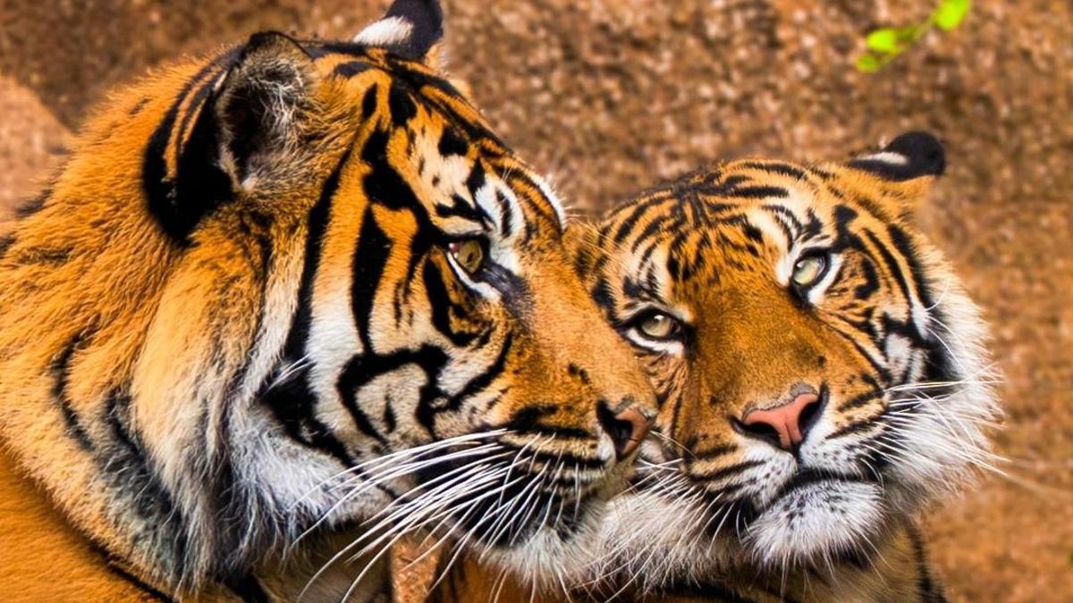 Dos tigres de Sumatra, la subespecie más amenazada, llegan a Tenerife para su conservación