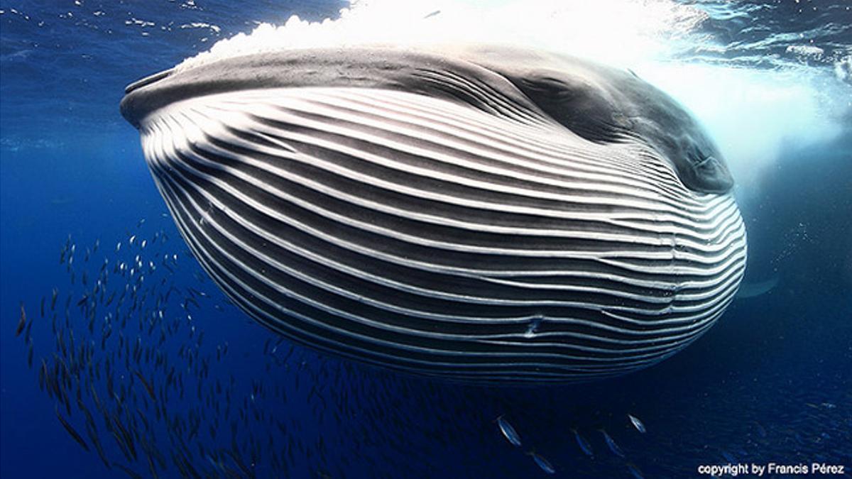 'Rorcual tropical, Tenerife', titula el fotógrafo Francis Pérez.