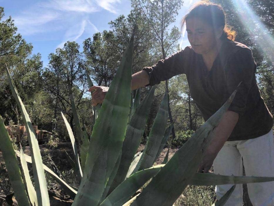 El picudo negro es un pariente del picudo rojo que ya ha causado estragos en Almería.