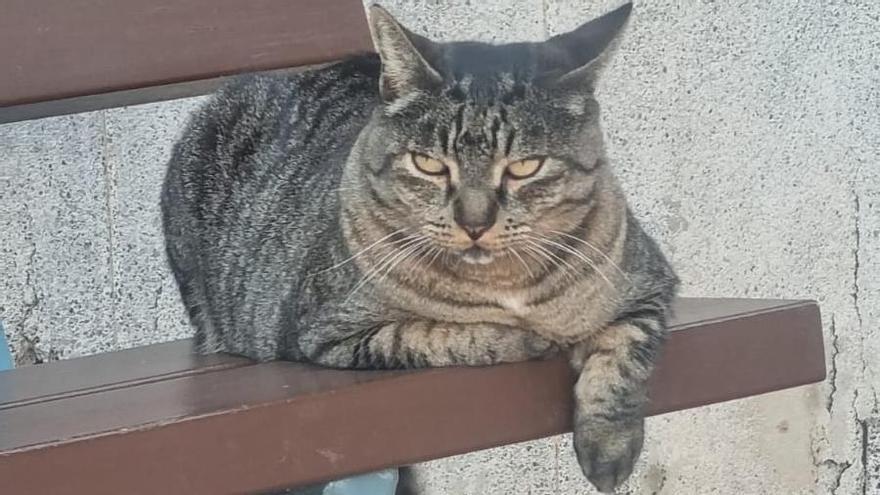 El gato 'Chino', primera mascota adoptada.