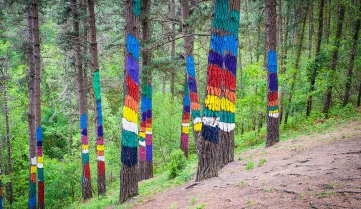 Estos son los bosques más mágicos de España