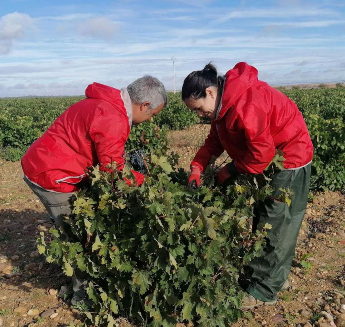 La uva blanca &quot;gana terreno&quot; en Toro