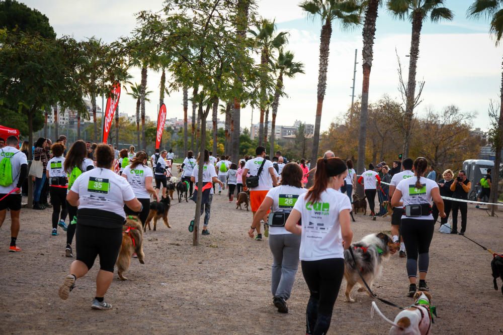 Can We Run Mallorca: So war das Hunderennen