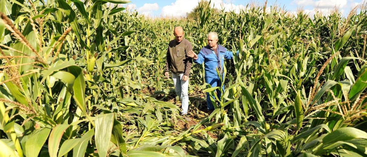 José Rodríguez, con Manuel Fernández en una finca de Dozón con destrozos, en 2018. |   // BERNABÉ/JAVIER LALÍN