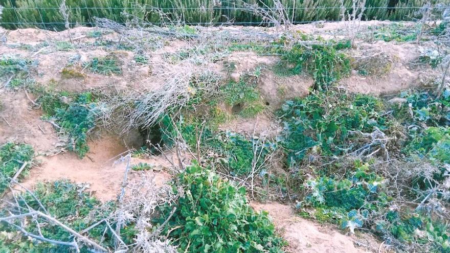 COAG pide que se acabe con el santuario de los conejos en las autovías de Zamora