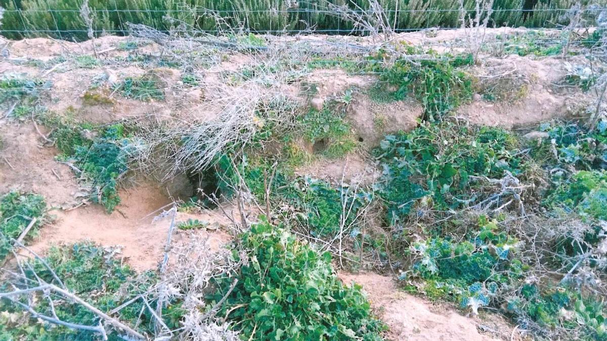 Paraje de Valdelagallina, infestado de conejos