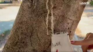 Catarroja usa insectes beneficiosos per a combatre plagues en parcs i jardins