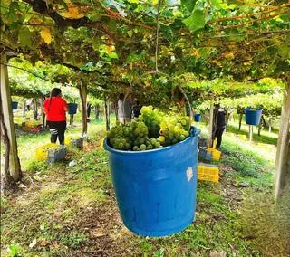 La vendimia de Rías Baixas supera los 45.8 millones de kilos en su campaña más temprana de la historia