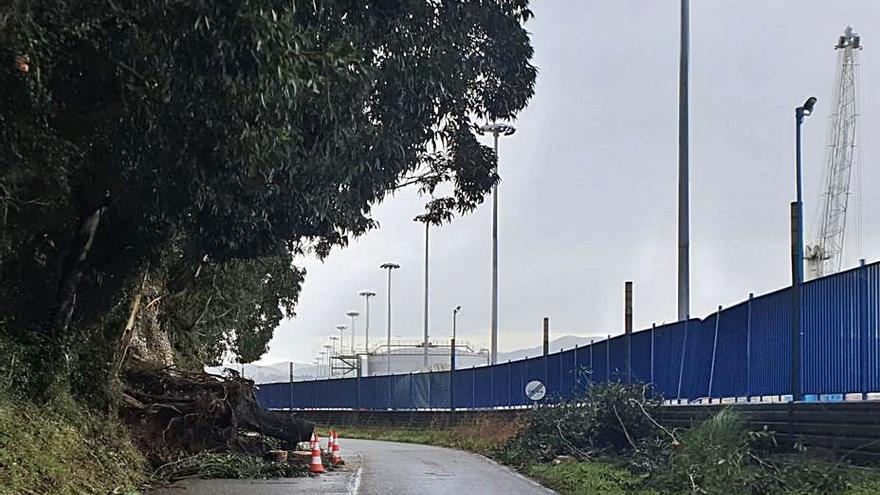 daños en la Carretera al Faro. Un árbol se desplomó ayer sobre la vía y parte de la valla del Puerto. Vecinos de Laviana exigen reparar ya la vía.   