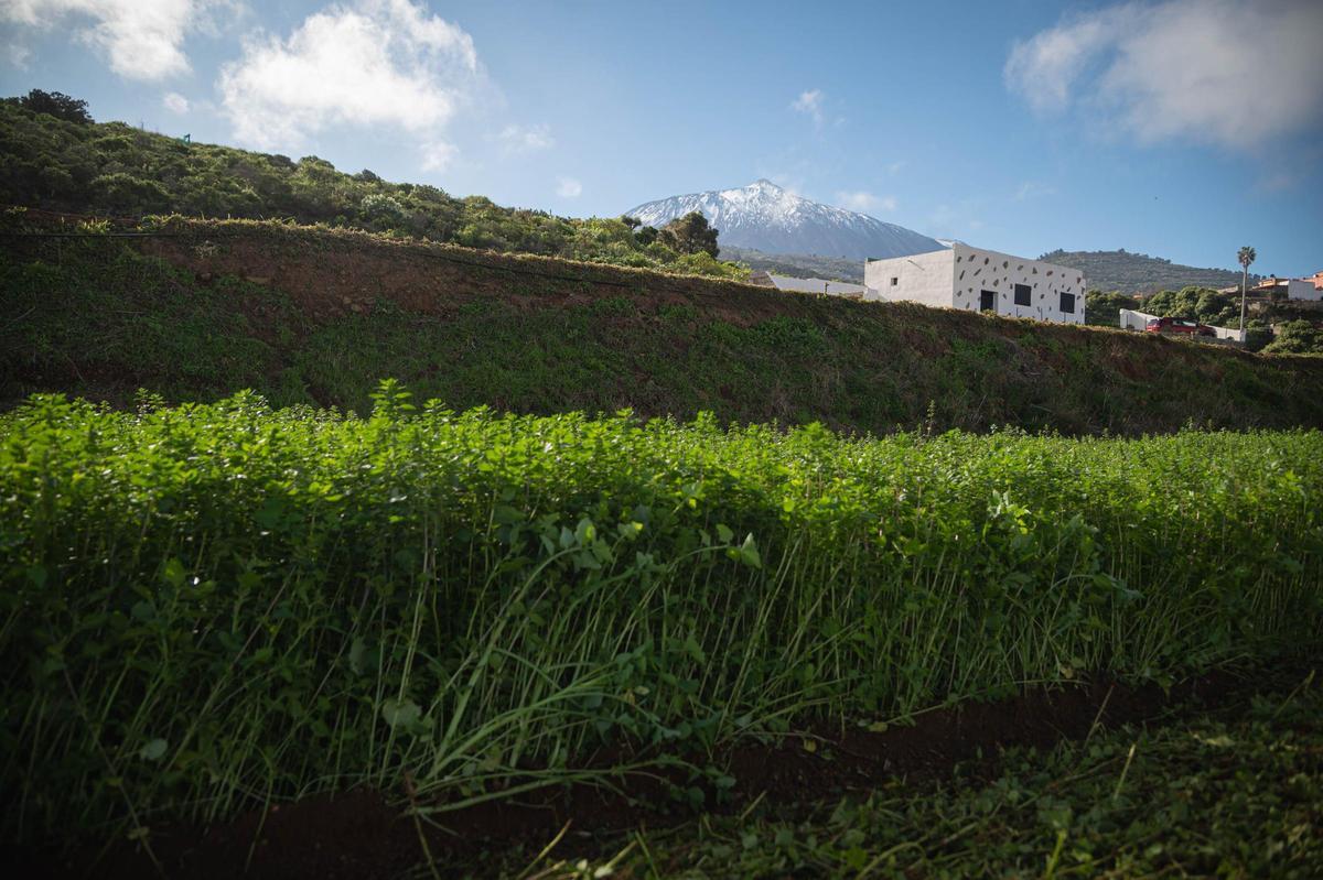 Manuel Reyes, presidente de la Cooperativa Las Medianías de San Juan de la Rambla