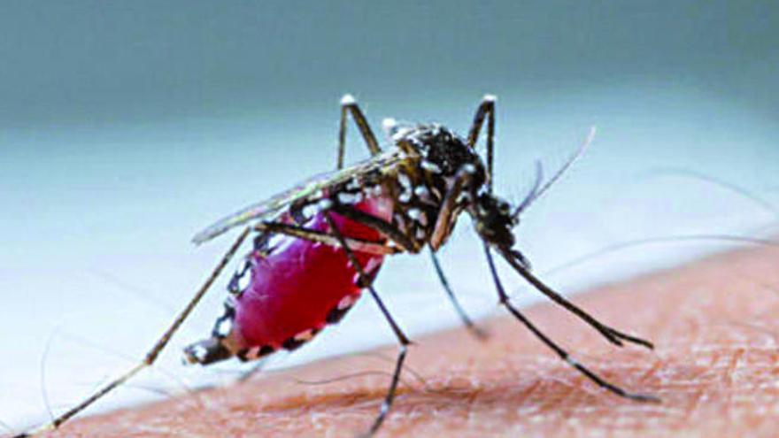Un mosquito del género Aedes, causante del virus zika.