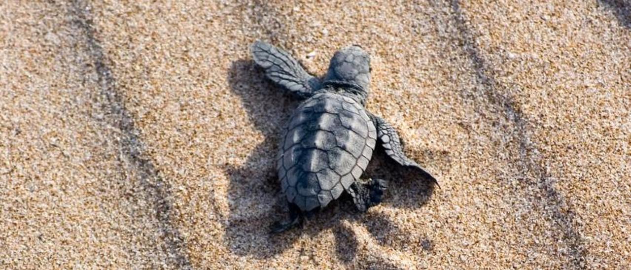 Un ejemplar de tortuga en la costa