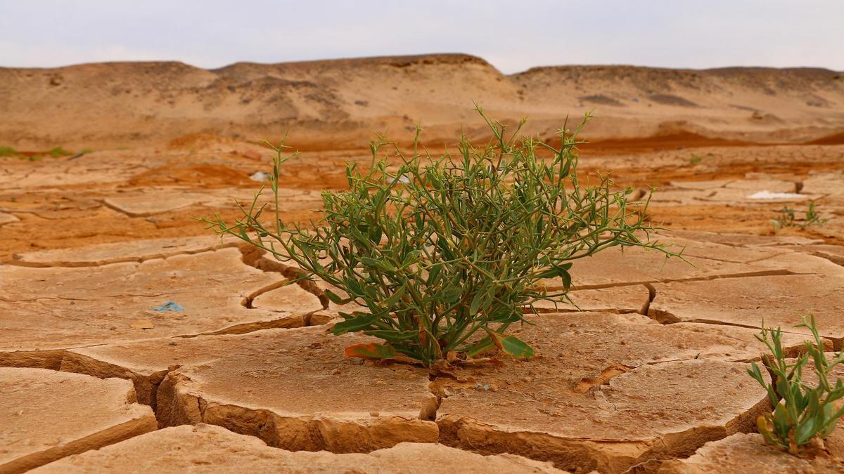 La subida de la temperatura global provoca la desertificación del suelo.