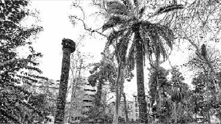 El picudo se expande en el parque Ribalta  al no retirarse las palmeras muertas