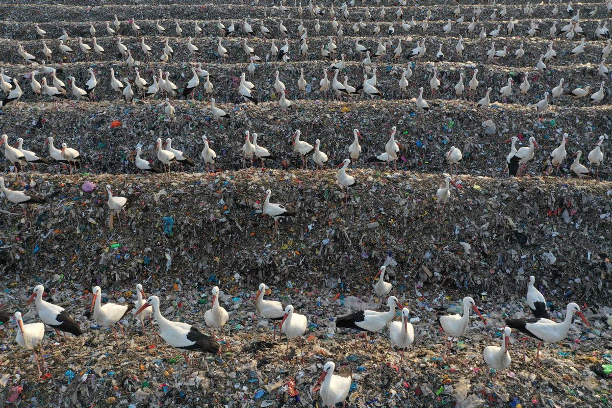 Cigüeñas se posan sobre material plástico reciclable en los vertederos de Tovlan, en el valle de Jordán, el 18 de febrero del 2022.