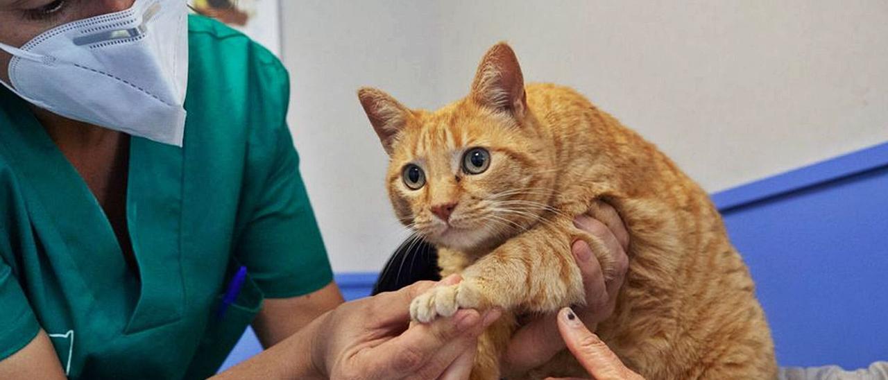 Una veterinaria sostiene a un gato en una consulta de Eivissa. | VICENT MARÍ