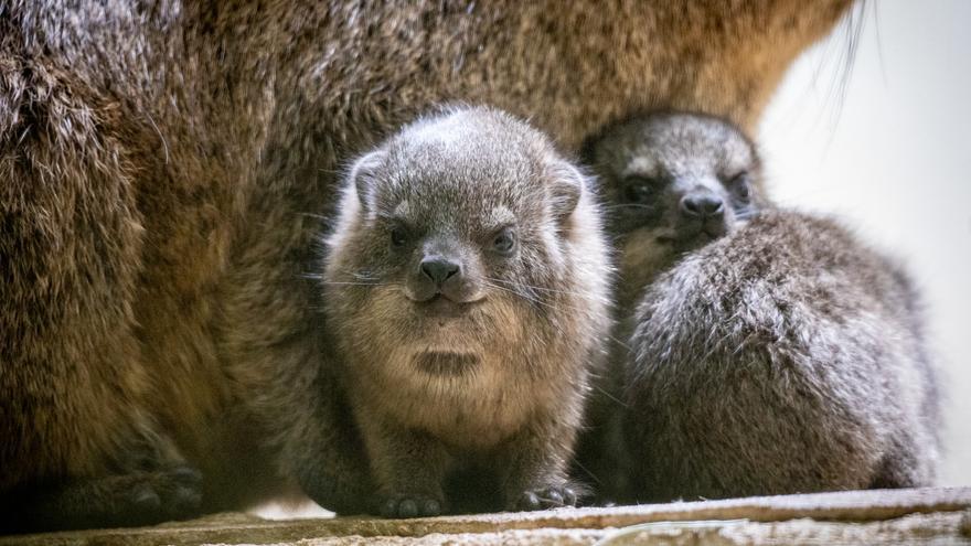 Nacen crías de damán roquero en Bioparc Valencia
