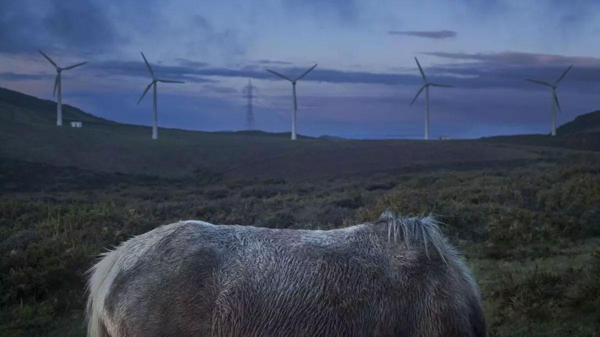 Un caballo salvaje ante los aerogeneradores de un parque eólico en Muras (Lugo).