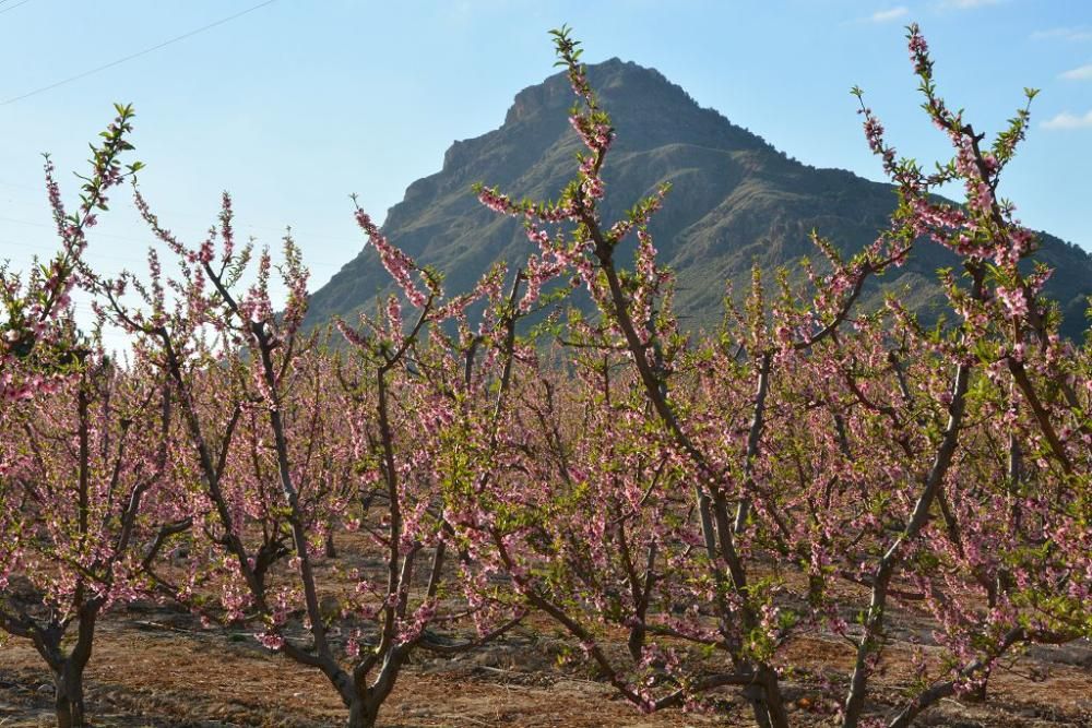 Y llegó la Floración, un manto de colores