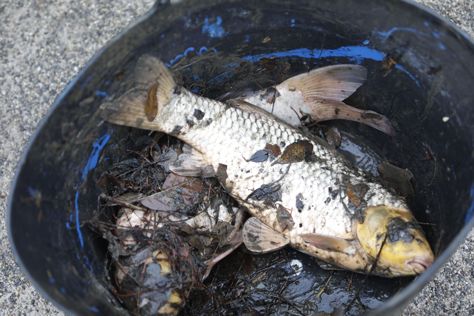 En imágenes: los dragados obligan a trasladar los peces del parque de Isabel la Católica