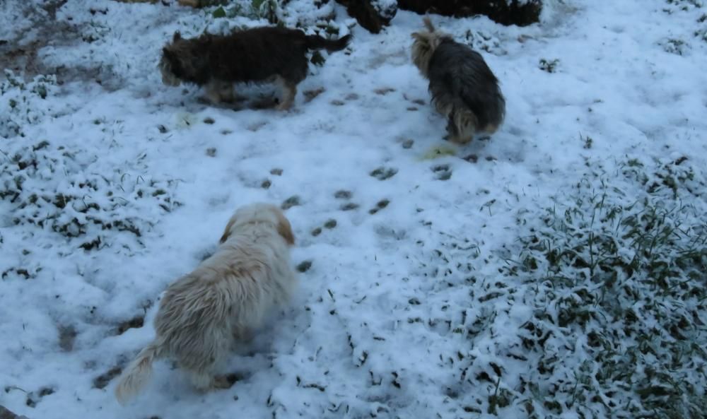 Nieve en Banyeres de Mariola a primera hora de esta mañana