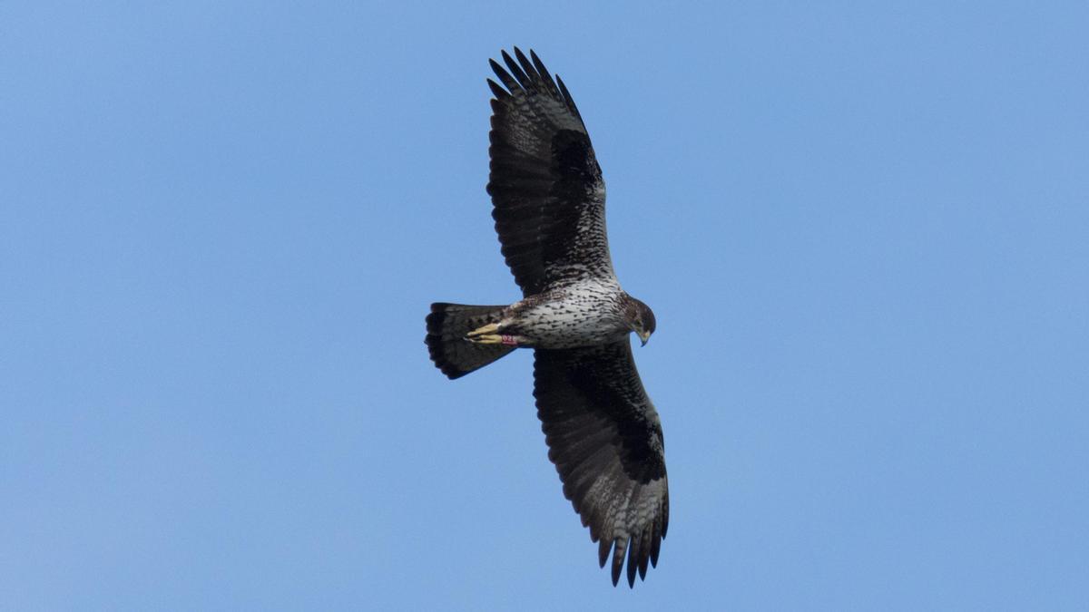 Erwachsene Habichtsadler sind an den weiß und grau gesprenkelten Brustfedern zu erkennen.