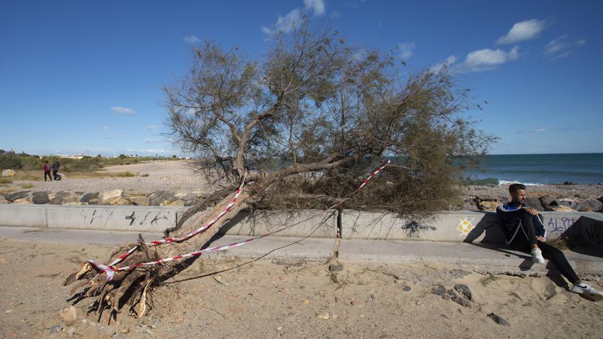 El viento azota el Camp de Morvedre