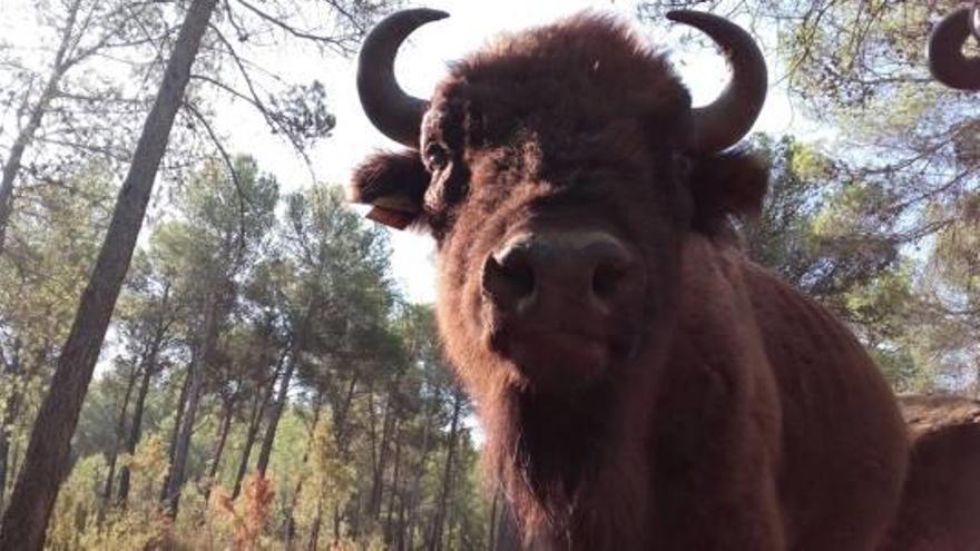 Acepta ocho meses de cárcel por dejar morir de hambre  a tres bisontes